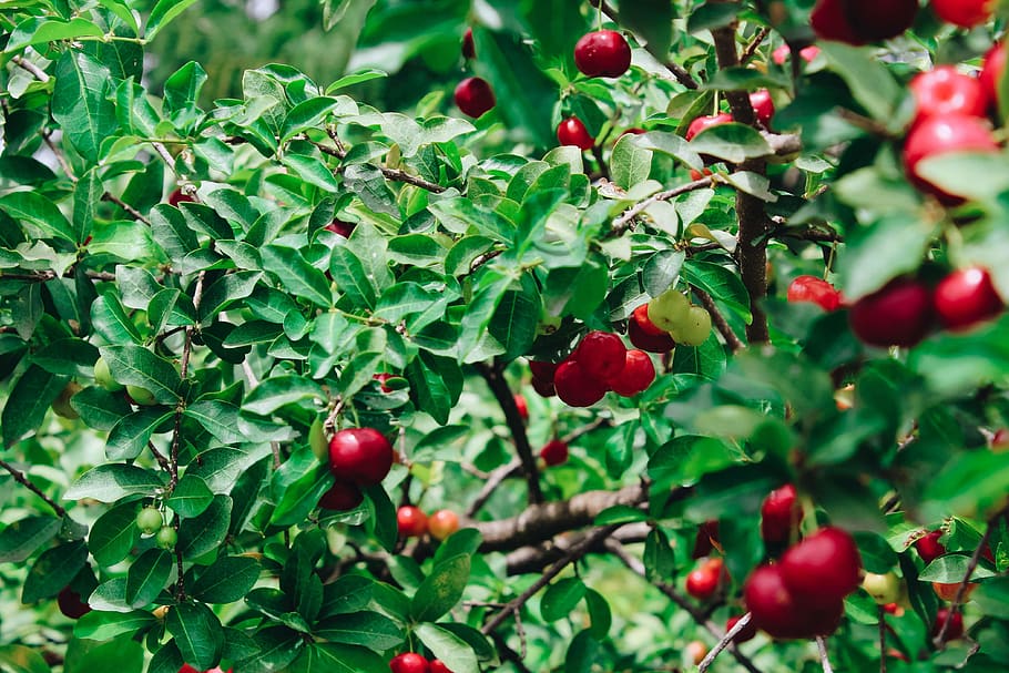 red cherry plant, food and drink, fruit, healthy eating, leaf HD wallpaper