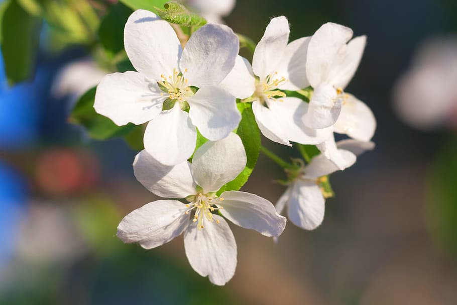 spring, flower, flowers, background, focus, closeup, outdoor HD wallpaper