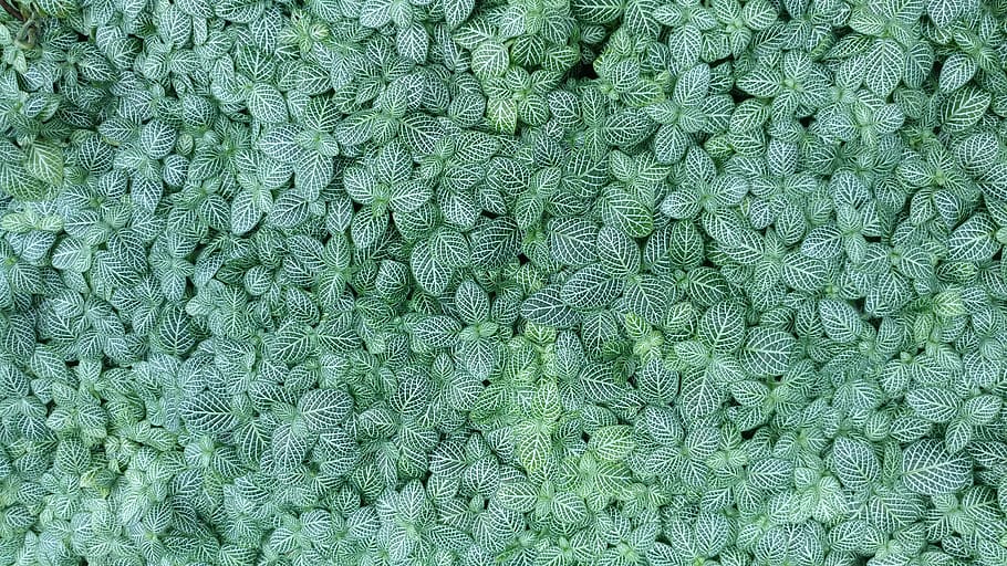 green plants, rug, pottery, vase, potted plant, jar, planter HD wallpaper