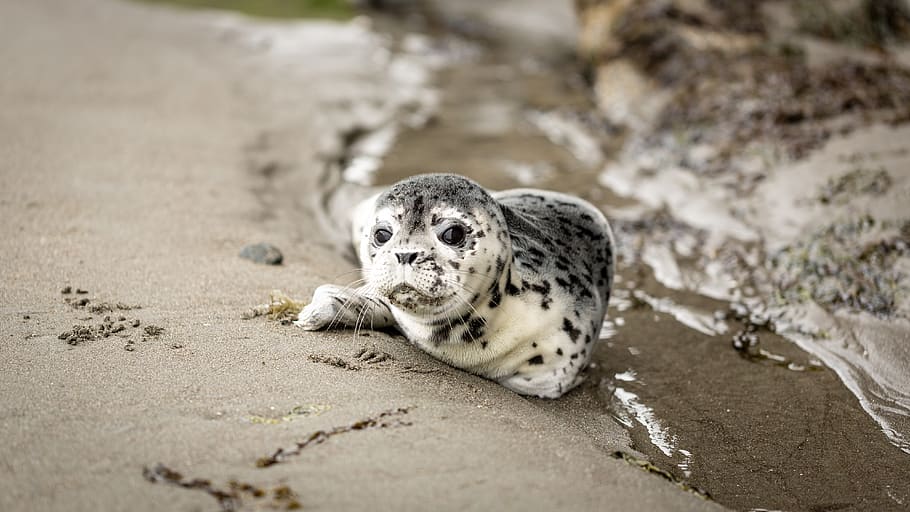 White and Black Seal on Shoreline, animal, baby seal, beach, cute