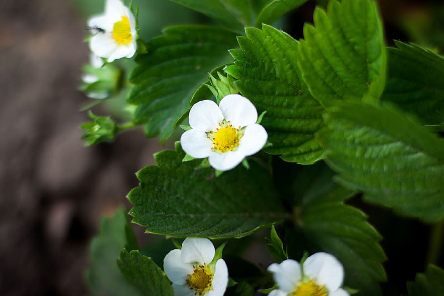 Close-up of Flowers, bloom, blooming, blossom, blur, bright, colors HD wallpaper