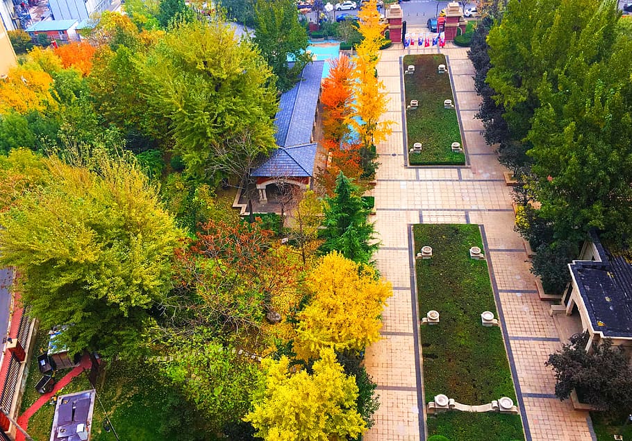 中国, 北京市, plant, architecture, tree, building exterior HD wallpaper