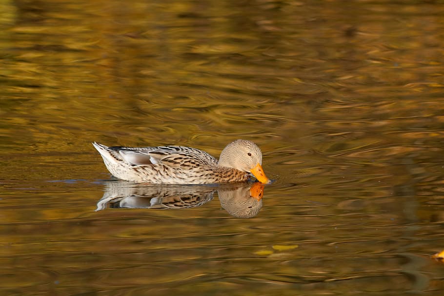 duck, autumn, pond, surface, reflection, bird, nature, floating HD wallpaper