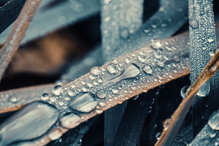 drip, rain, leaf, wet, raindrop, nature, drop of water, droplets HD wallpaper