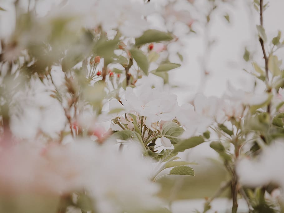 white flowers, plant, blossom, cherry blossom, petal, geranium, HD wallpaper