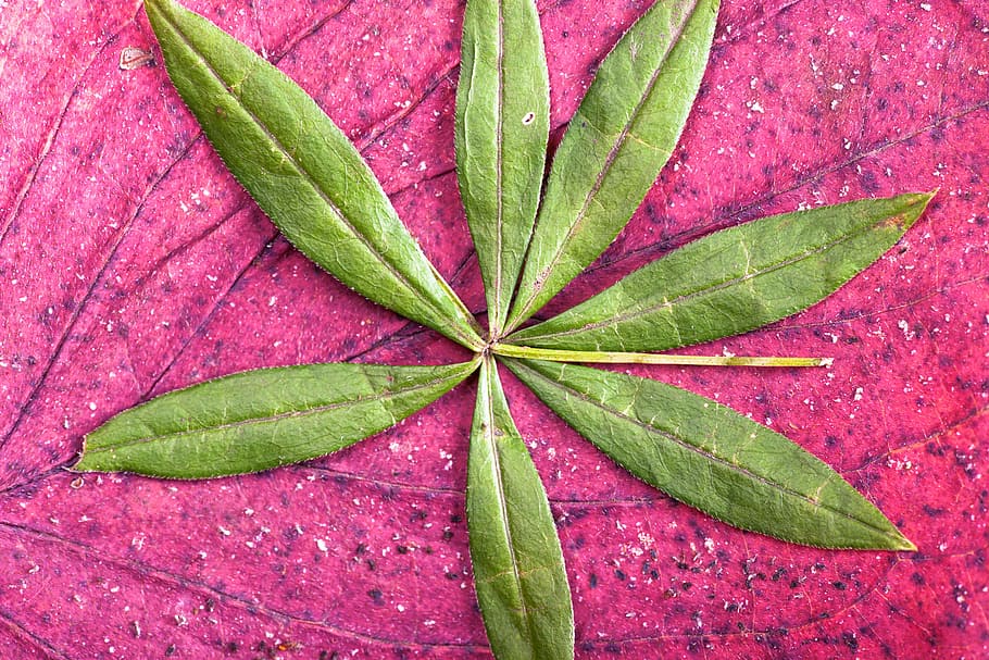 autumn, green, red, background, bright, closeup, golden, leaf HD wallpaper