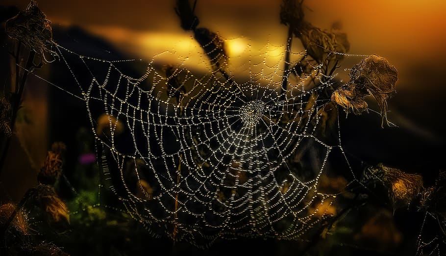 Spiderweb in Shallow Focus Photography, arachnid, arthropod, blur
