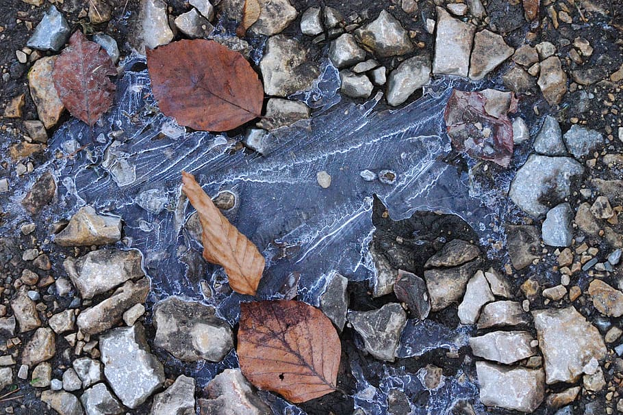 winter, forest, road, ice, leaf, plant part, solid, high angle view HD wallpaper