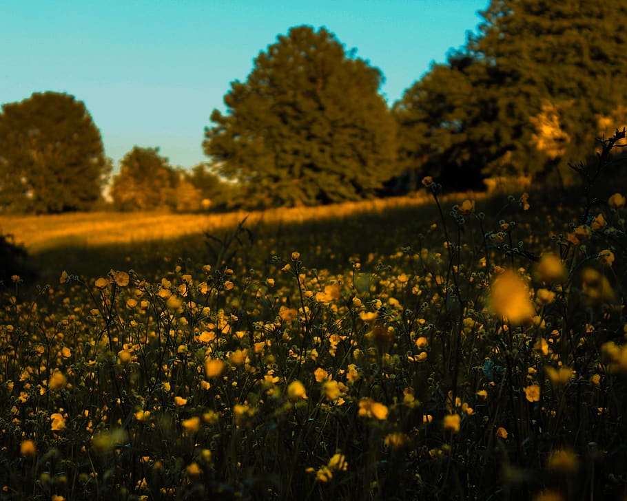 nature, yellow, green, spring, plant, flower, beauty in nature HD wallpaper