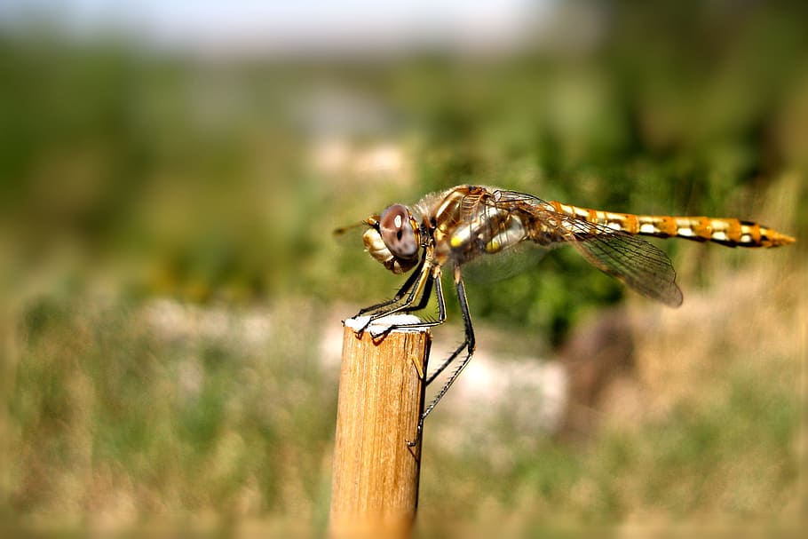 Dragonfly Resting, insect, animal, animal themes, one animal HD wallpaper
