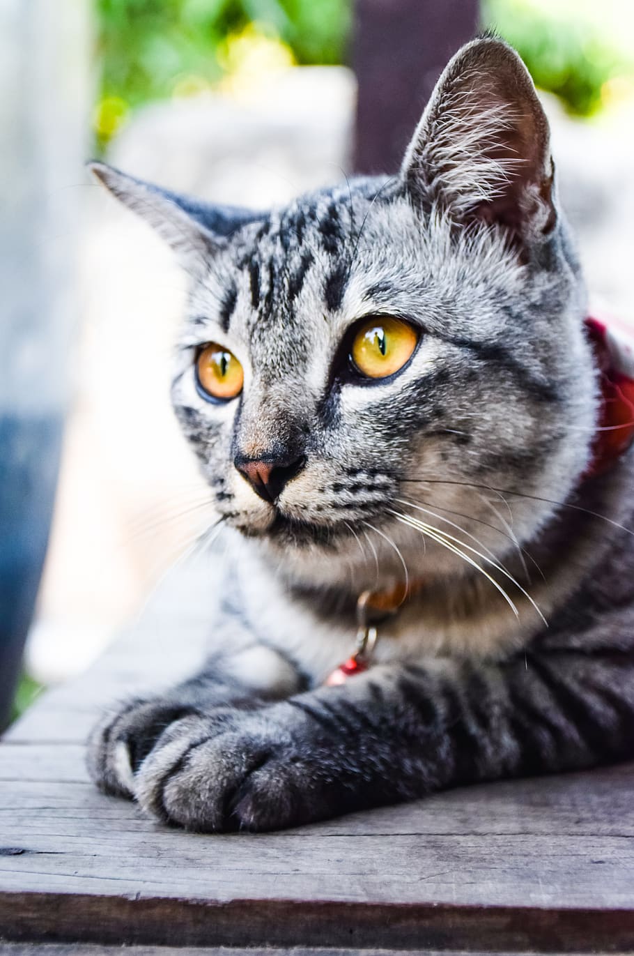 animals, pets, cat, sleep, cute, paws, animal themes, one animal HD wallpaper