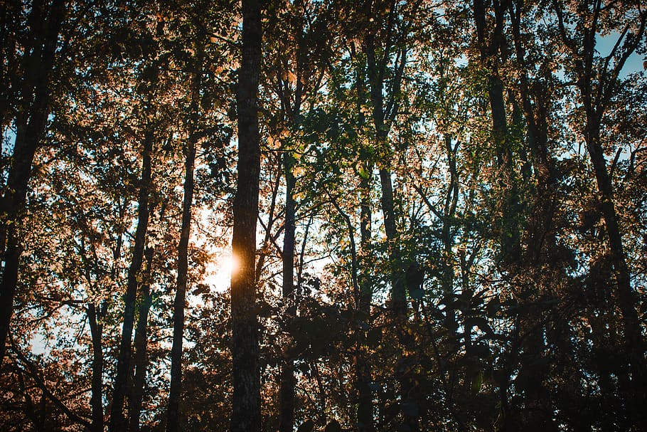 sunlight through trees, flare, plant, forest, fall, autumn, undershirt HD wallpaper