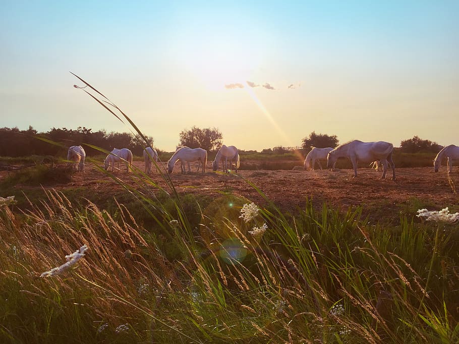 france, camargue, plant, sky, field, grass, land, nature, beauty in nature HD wallpaper