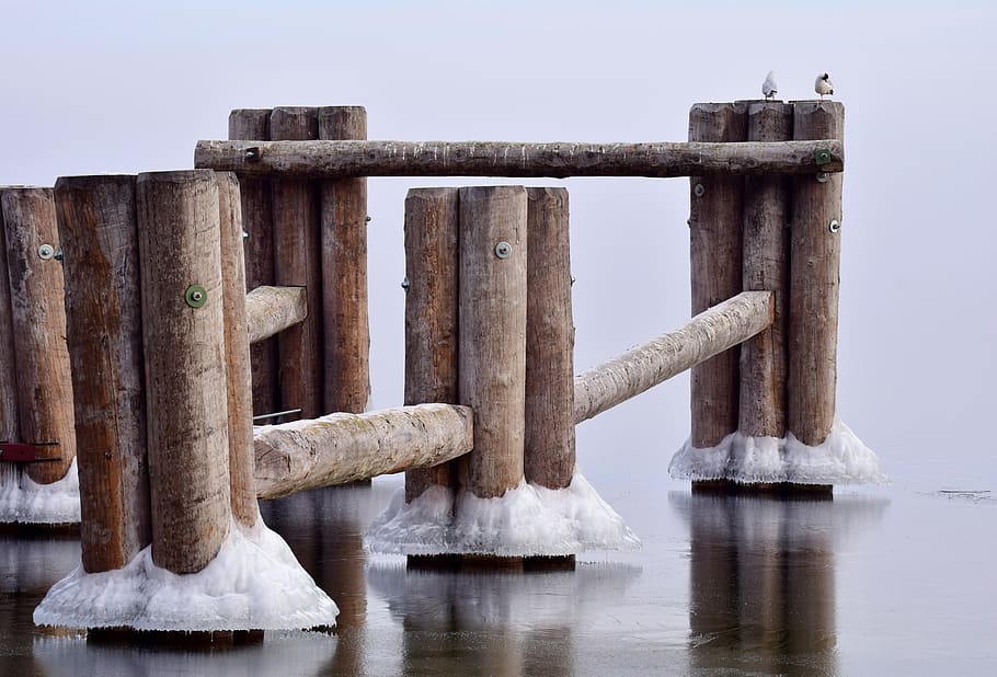 web, wood, ice, water, winter, cold, wet, gulls, frozen, travel HD wallpaper
