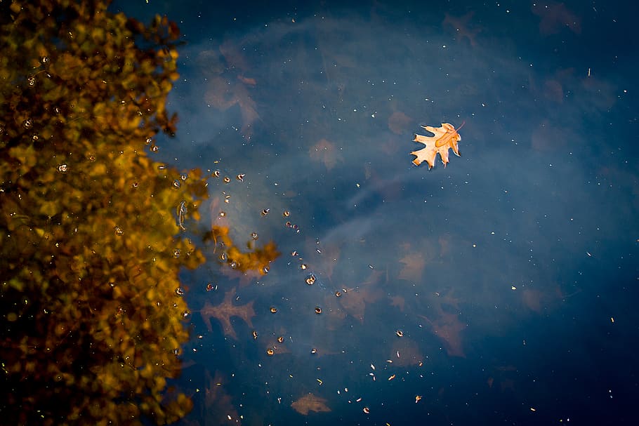 leaf, reflections, water, nature, no people, transparent, plant HD wallpaper