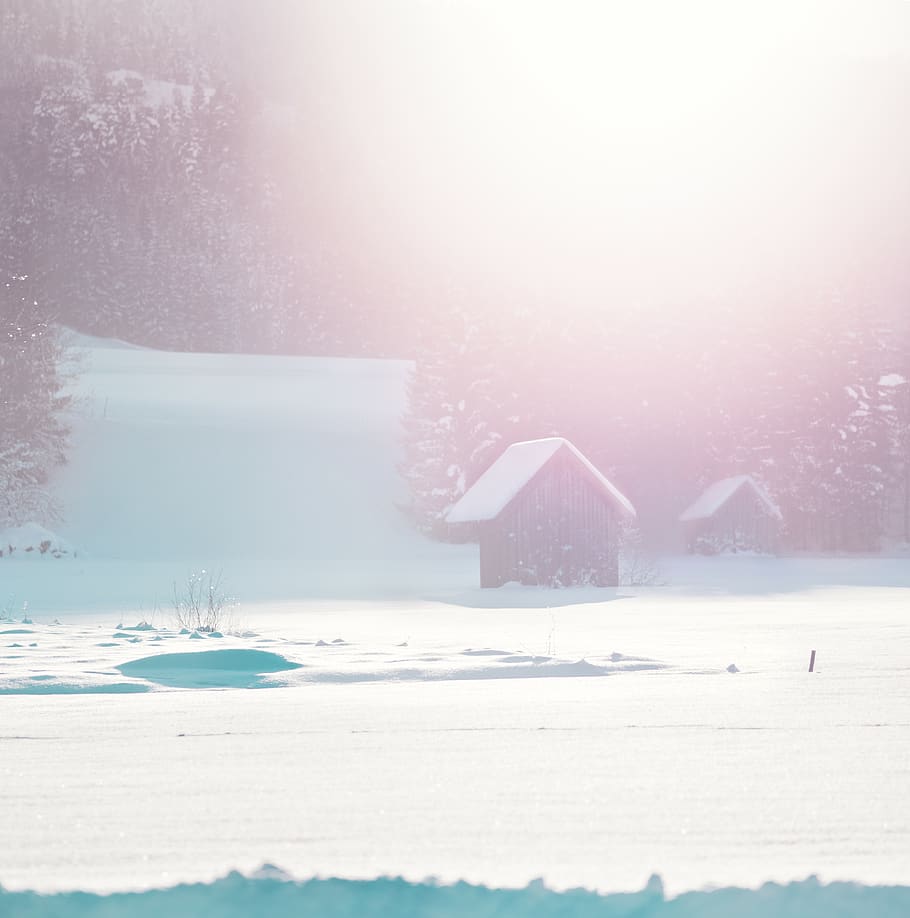 house, snow, plants, grass, tree, pine, sunshine, sun rays HD wallpaper