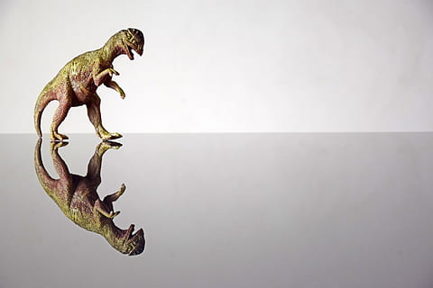dinosaur, mockup, background, reflection, creative, design HD wallpaper