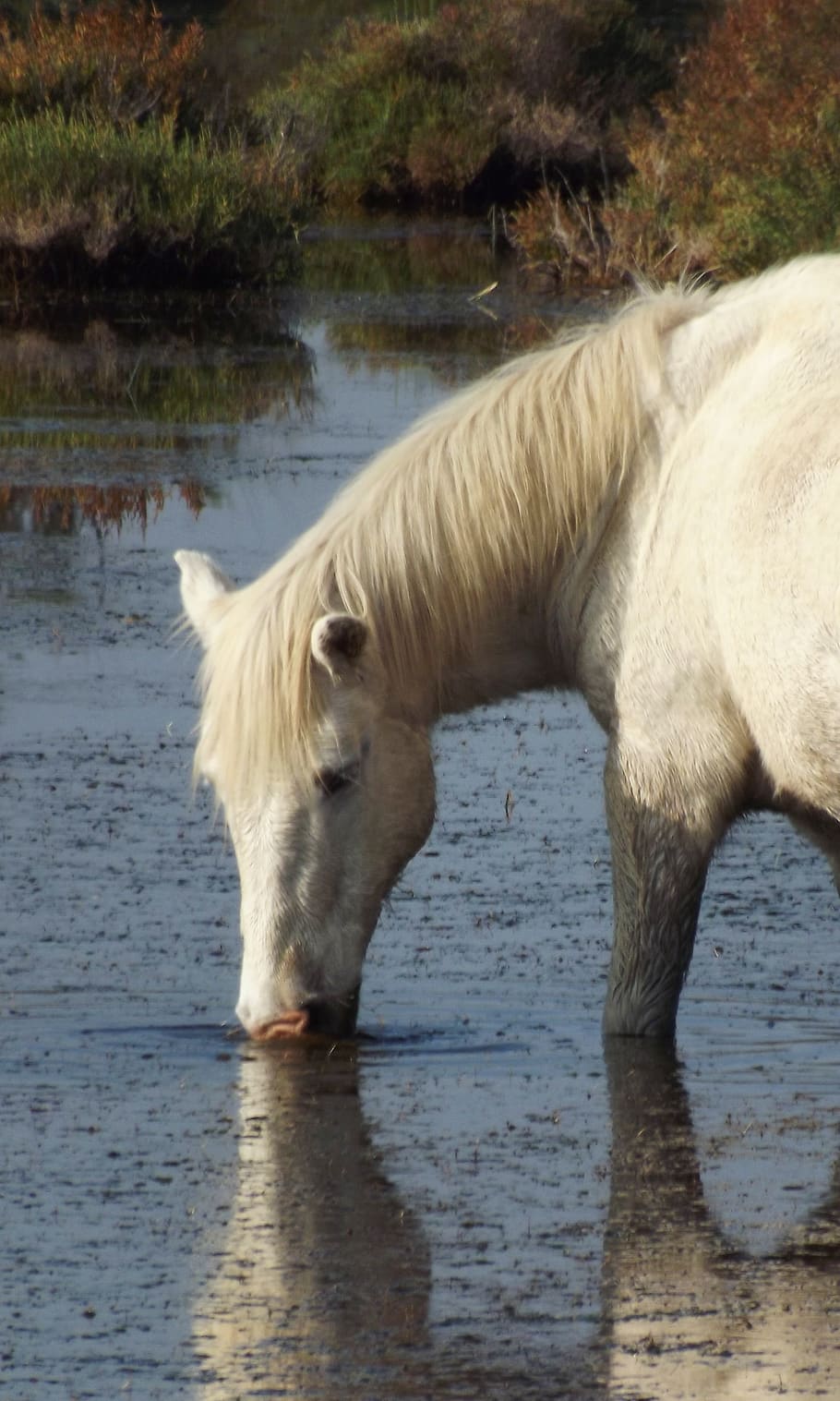 horse, camargue, nature, white, animal, france, mammal, natural HD wallpaper