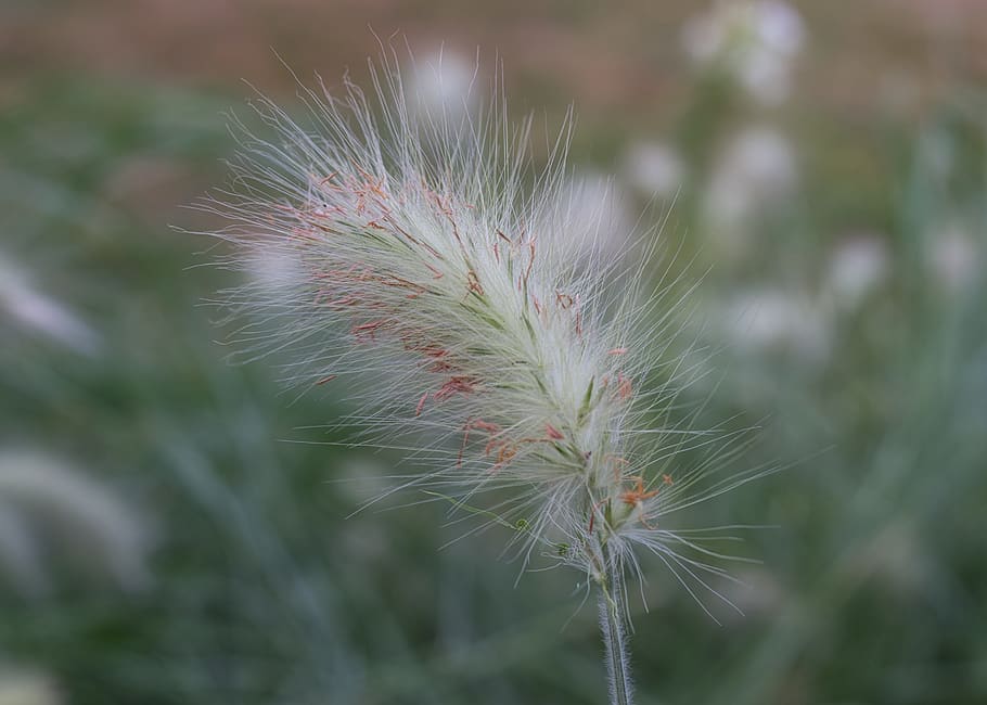 grass, blossom, bloom, flower, nature, green, plant, growth HD wallpaper