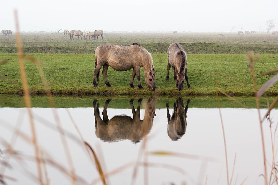 horses, mirror image, reflections, field, animal, mammal, animal themes HD wallpaper