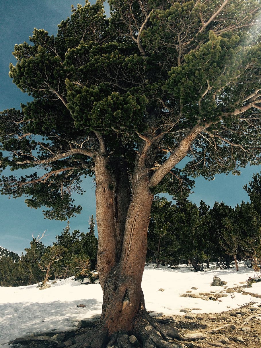 tree, bark, beautiful, snow, plant, tree trunk, beauty in nature HD wallpaper