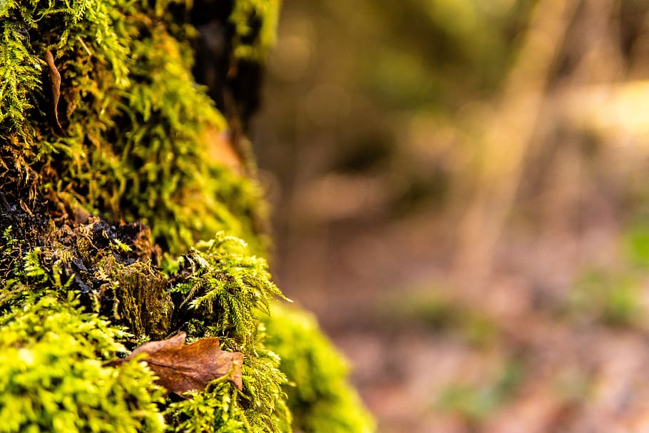 moss, branch, forest, nature, aesthetic, green, tree, wood HD wallpaper