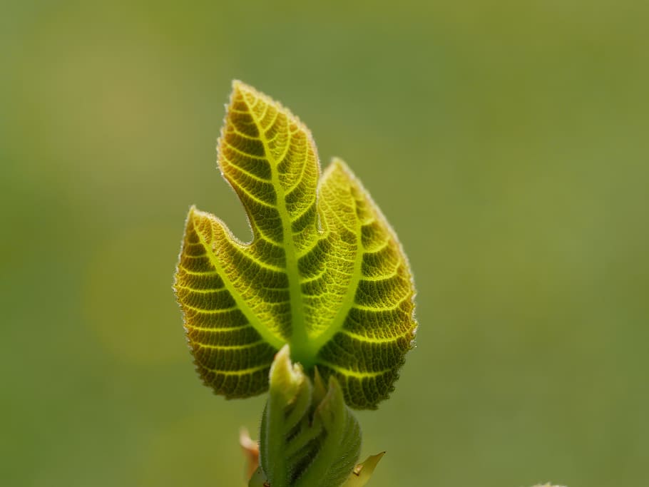 fig tree, leaf, green, green color, close-up, beauty in nature HD wallpaper