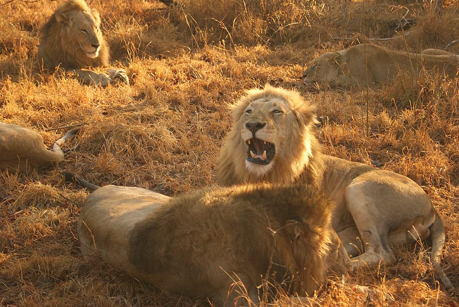 south africa, kruger, sabi sand game reserve, lions, kruger national park, HD wallpaper