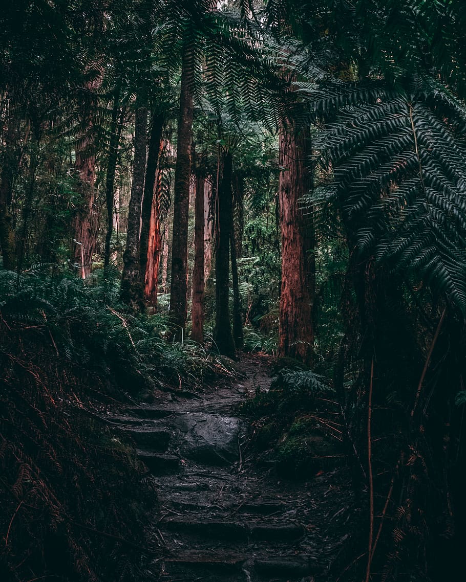 green tall tree lot, forest, plant, no people, growth, land, architecture HD wallpaper