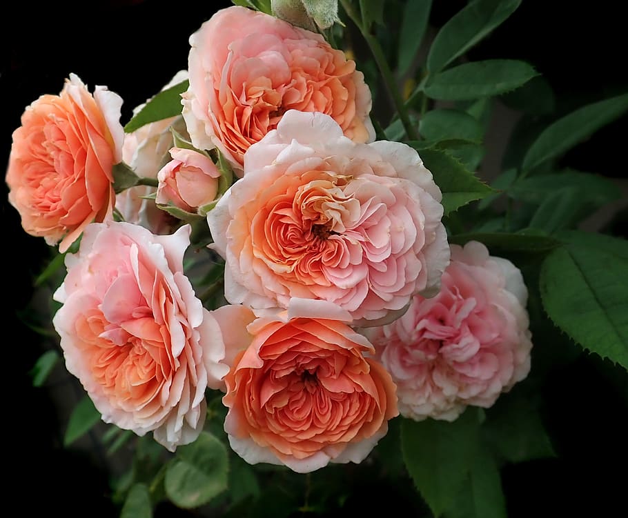 roses, flowers, david austin, leander, garden, nature, beauty in nature, HD wallpaper