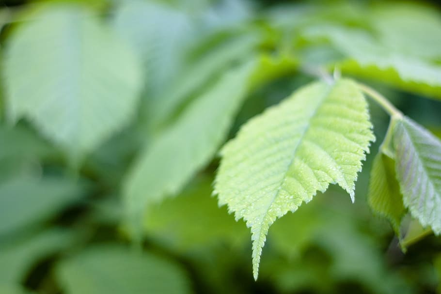 foliage, forest, green, scene, leaf, leaves, light, natural HD wallpaper
