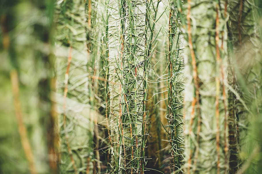 plant, green, growth, green color, tree, beauty in nature, no people HD wallpaper
