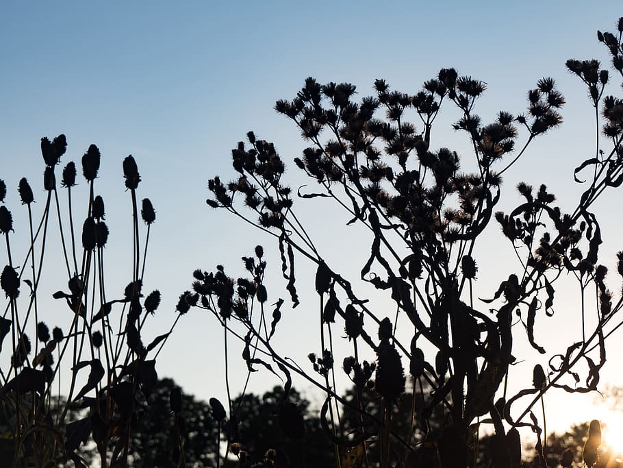 Flowers Silhouetted in Sunset, Nature, Sky, black, garden, purple HD wallpaper