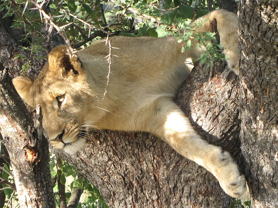 lion, africa, mammal, animal, animal themes, feline, one animal HD wallpaper