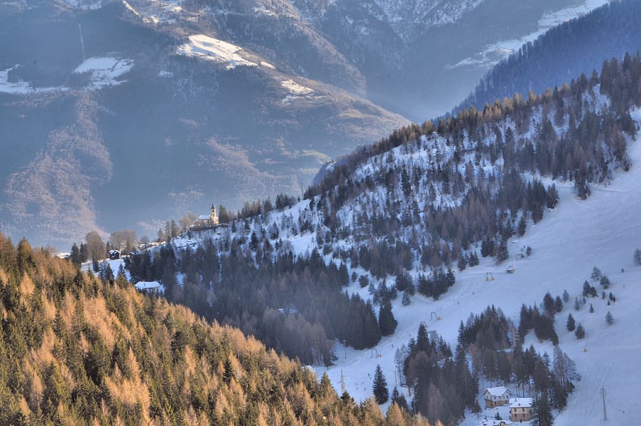 green trees on mountains, nature, plant, abies, fir, outdoors HD wallpaper
