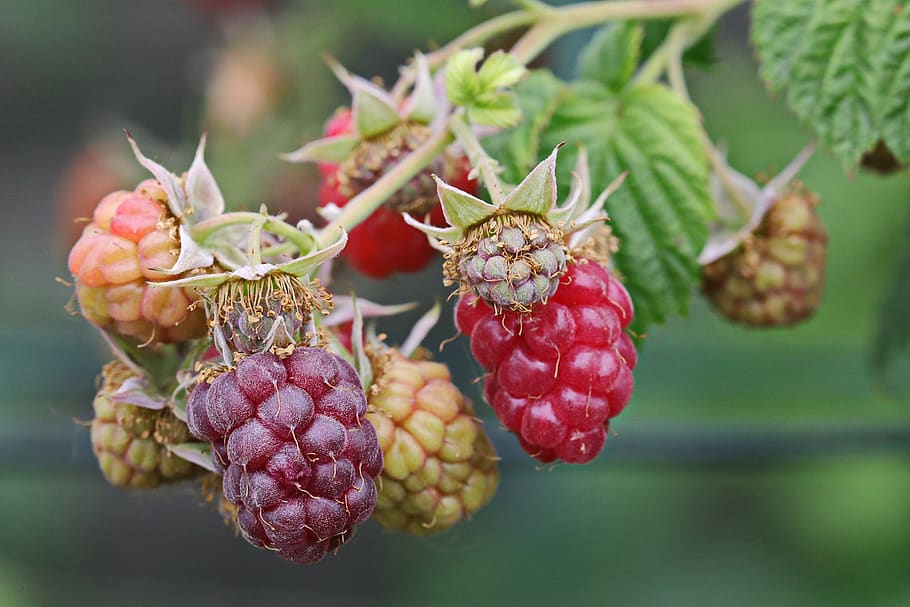 blackberries, fruit, delicious, fresh, healthy, vitamins, nutrition HD wallpaper