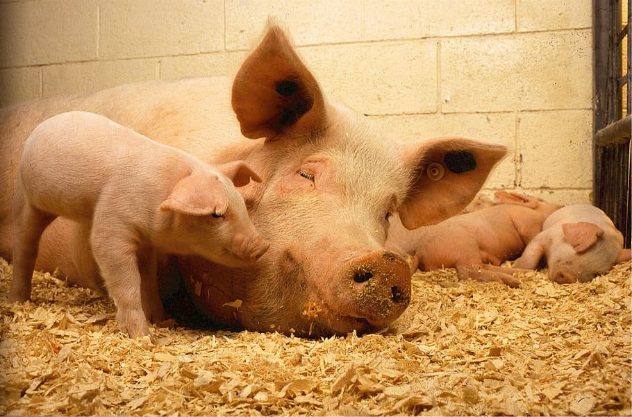 pigs, sow, piglets, babies, pork, farm, agriculture, mammal