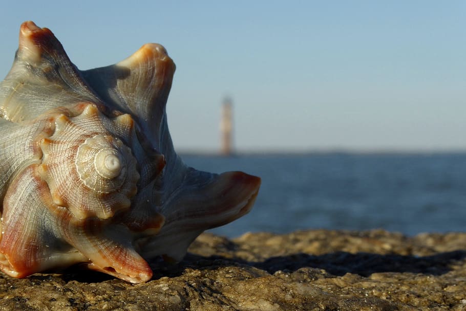 shell, lighthouse, sea, waves, ocean, spiral, beach, rocks HD wallpaper