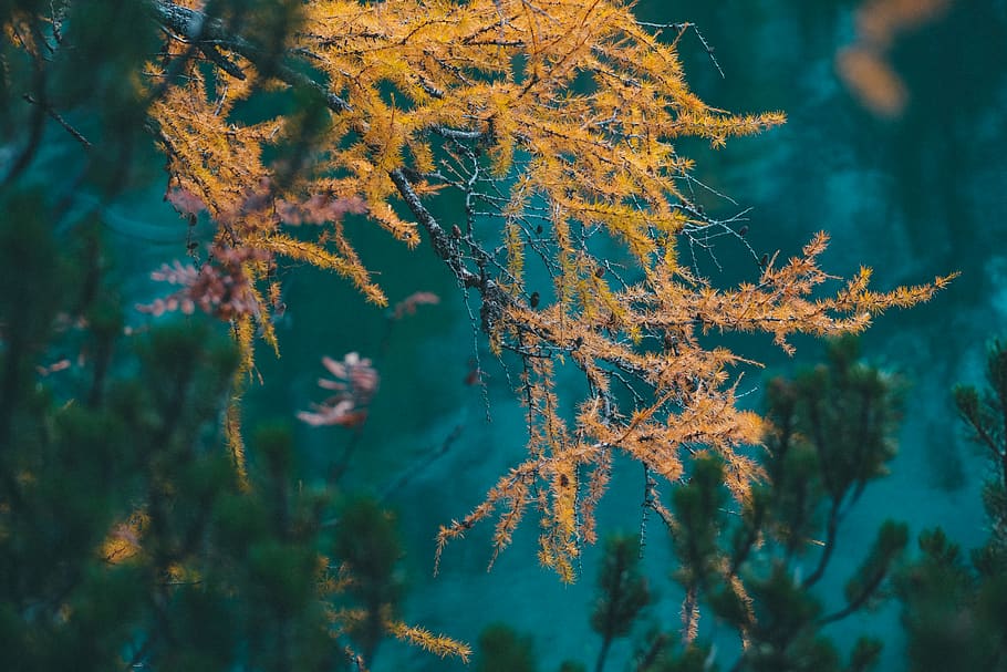 yellow-leafed tree in closed-up photography, nature, coral reef