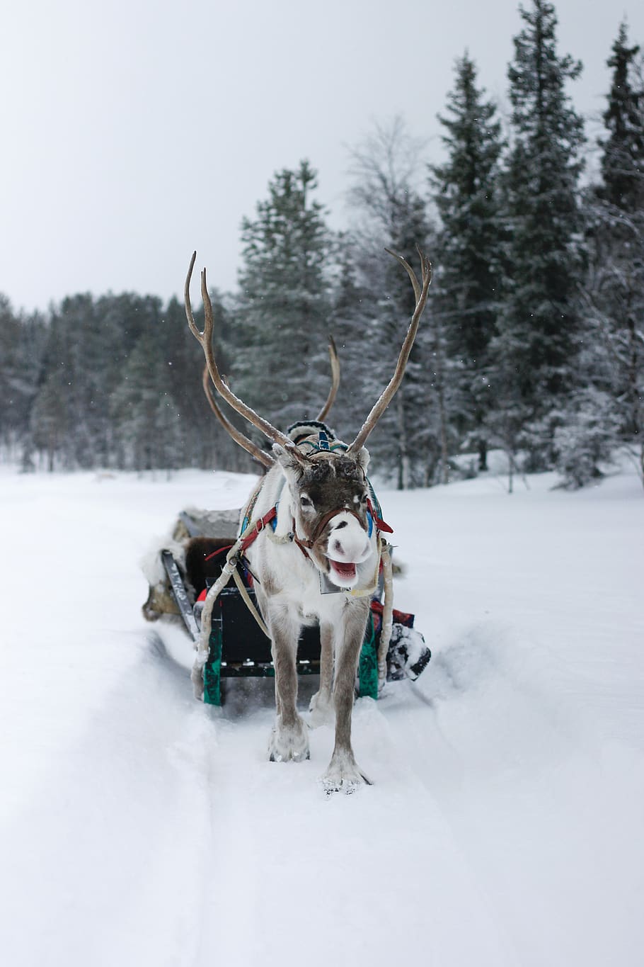 moose pulling snow sled, winter, cold temperature, animal, animal themes HD wallpaper
