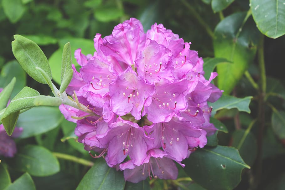 flower, flowering plant, beauty in nature, growth, fragility HD wallpaper