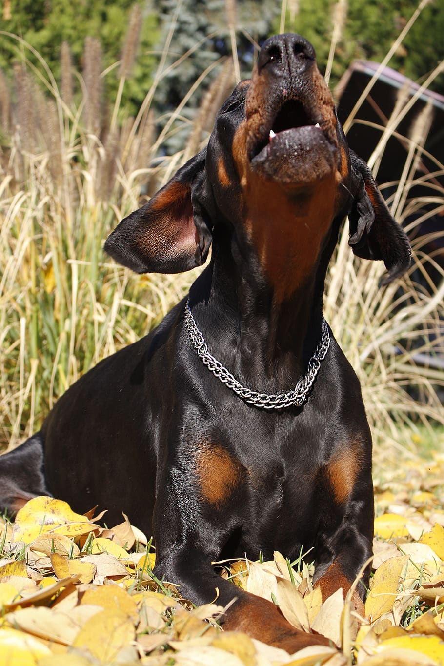 doberman, eb, co, one animal, animal themes, canine, dog, mammal HD wallpaper