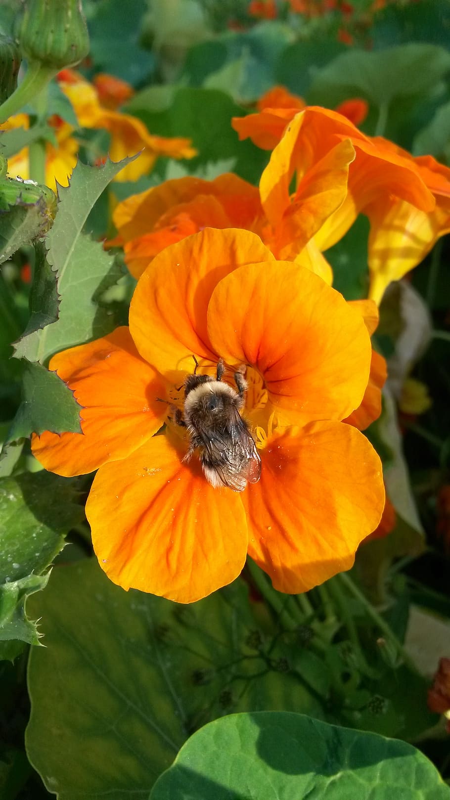 flower, bourdon, bee, garden, insects, spring, flowers, pollination, HD wallpaper