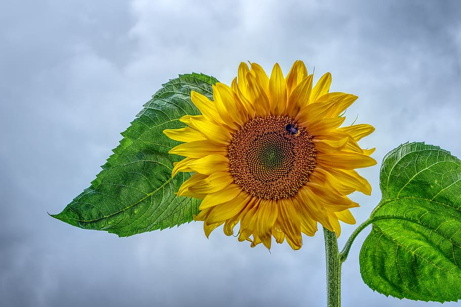 sunflower, blossom, bloom, yellow, summer, beautiful, gorgeous, HD wallpaper