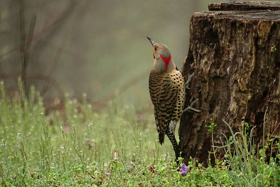 HD wallpaper: brown and red bird beside green grass, animal, flicker ...