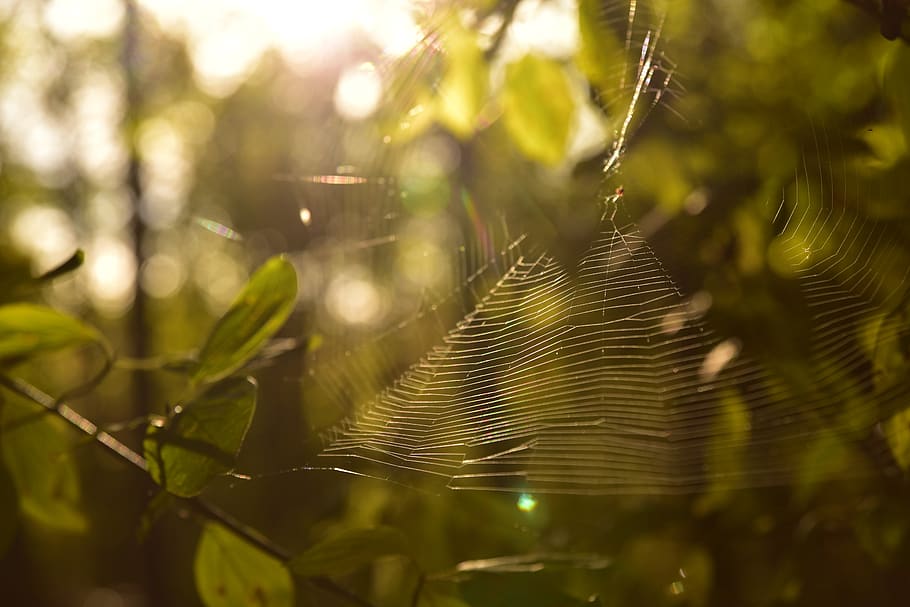 cobweb, forest, backlighting, leaves, mood, peaceful, nature HD wallpaper