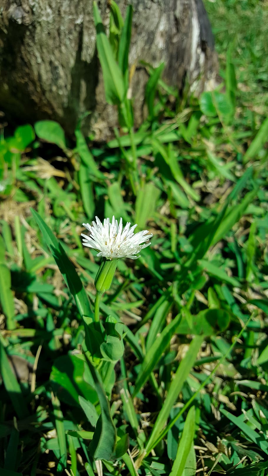 flower, white, green, grass, wood, plant, flowering plant, growth HD wallpaper