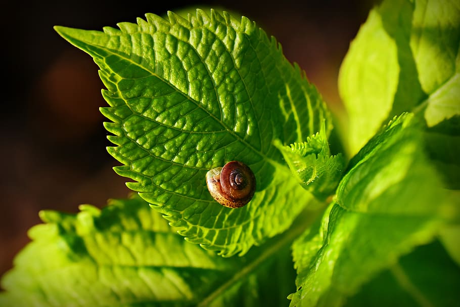 snail, shell, animal, leaf, vein, pattern, hydrangea, hortensia, HD wallpaper