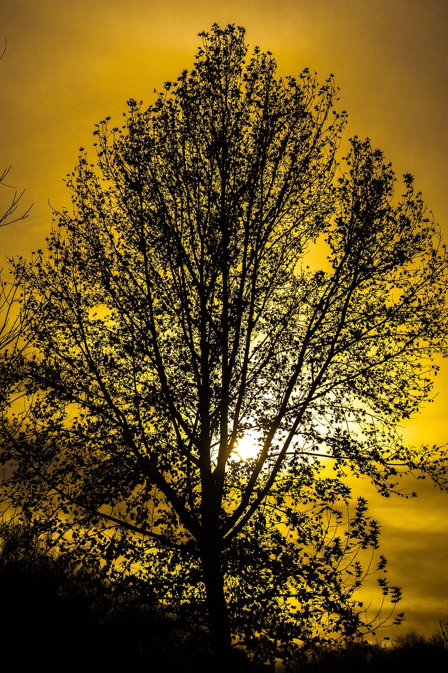 tree, sun, landscape, sky, twilight, sunset, colorful, silhouette HD wallpaper