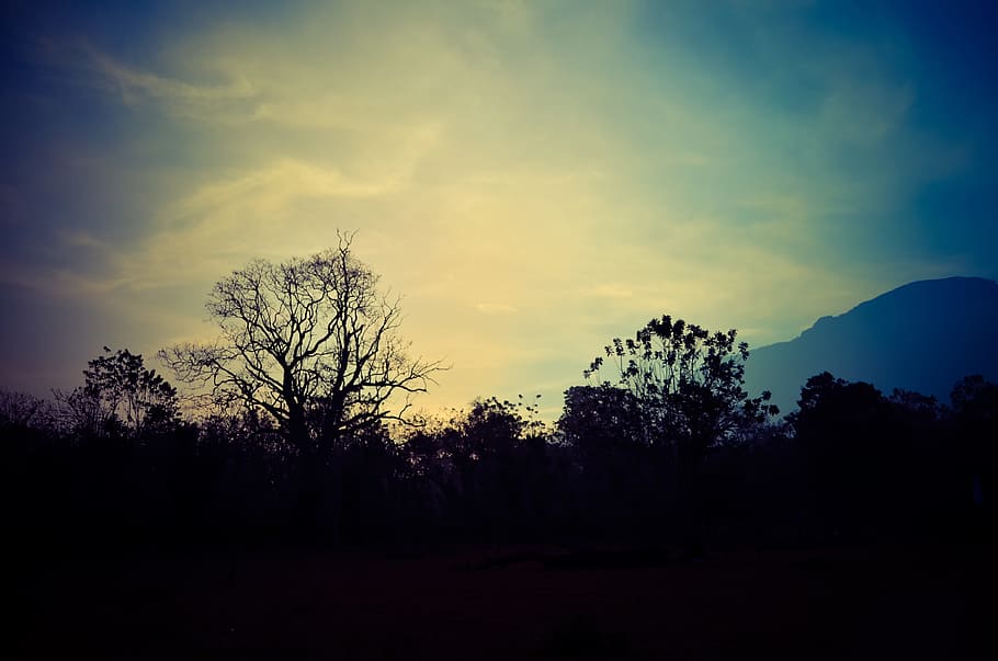 tree, nature, horizon, cloud, sky, sun, sunrise, sunset, sunlight HD wallpaper